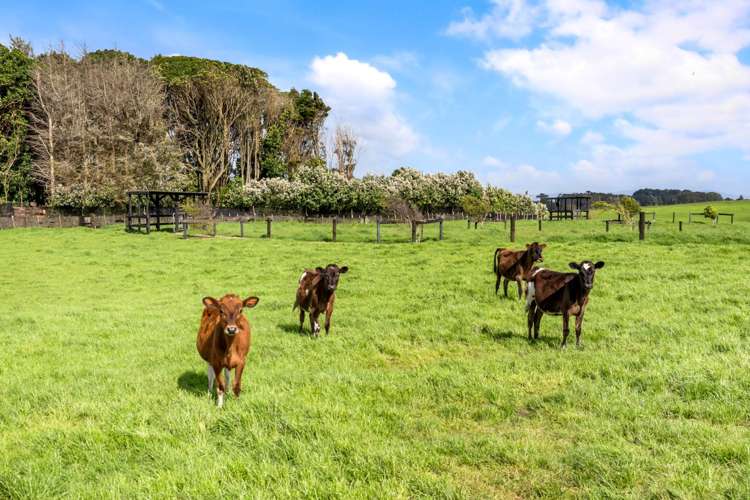 96 Westhead Road Waiuku_32