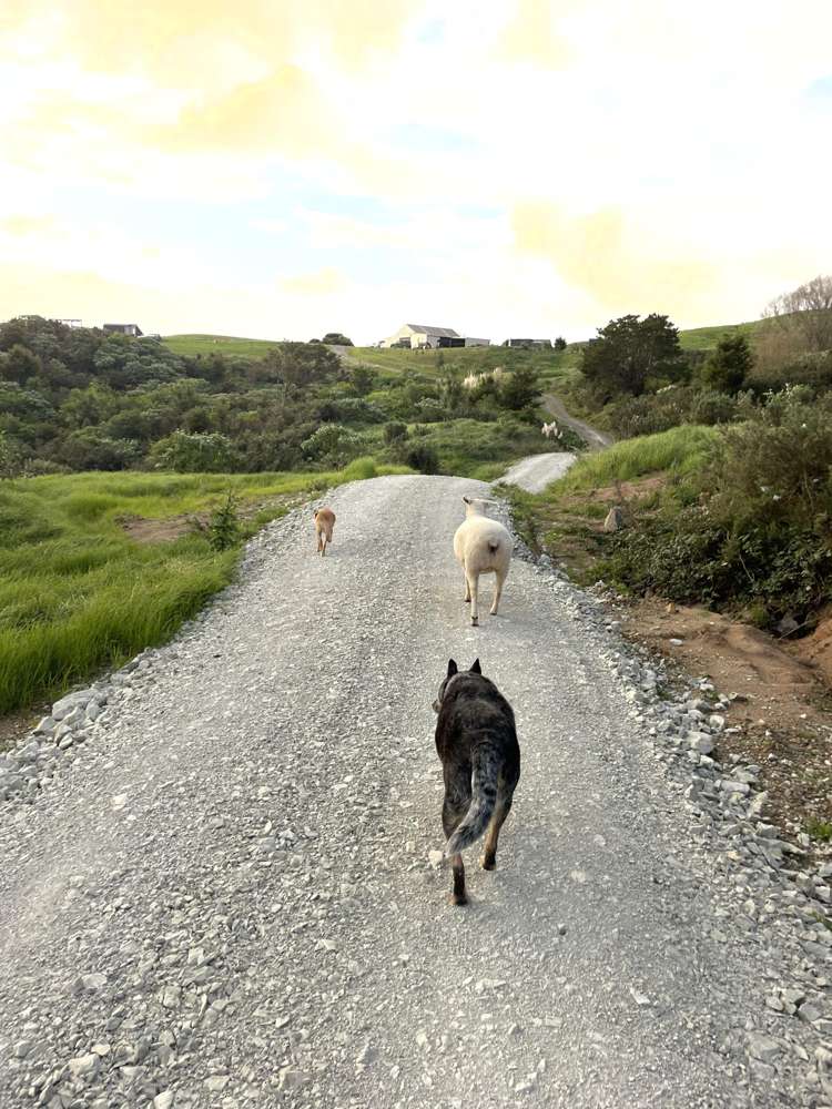 852 Oneriri Road Kaiwaka_66