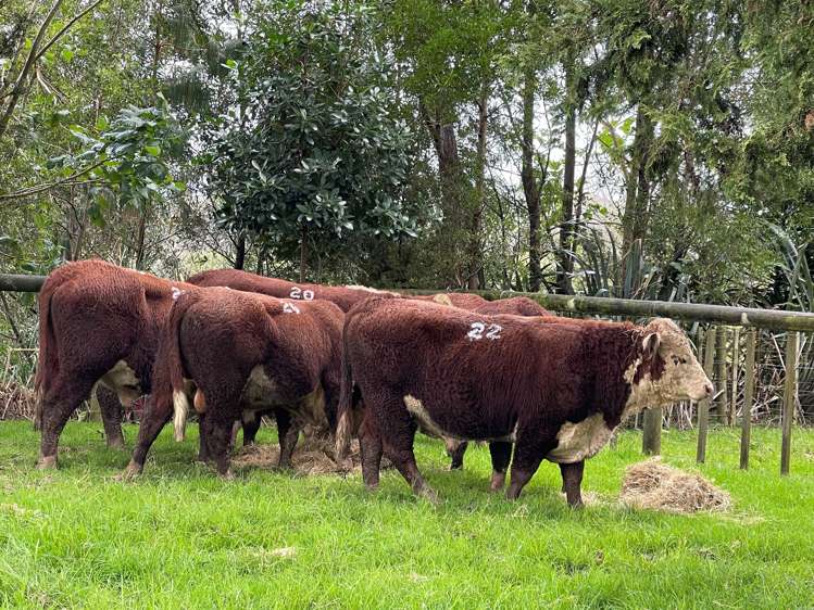 3688 State Highway 14 Tangiteroria_23