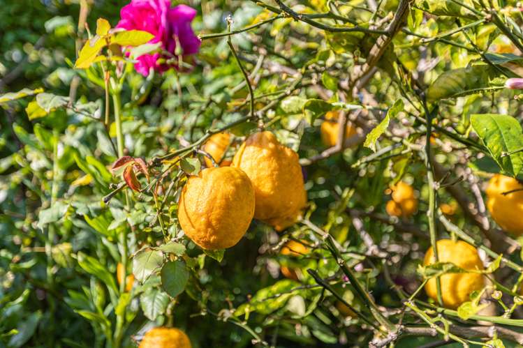 85 Albert Road Devonport_23