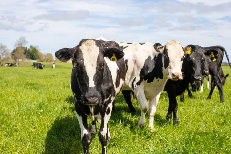 219 State Highway 3 Westmere_16