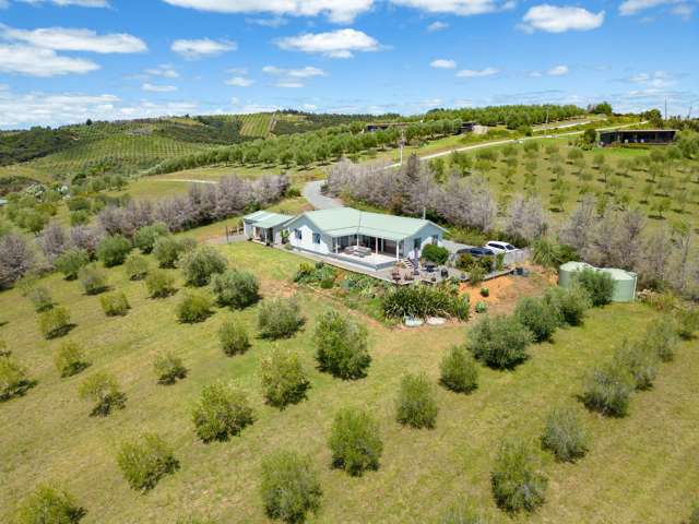 125A Frantoio Ridge Road Mangonui_3