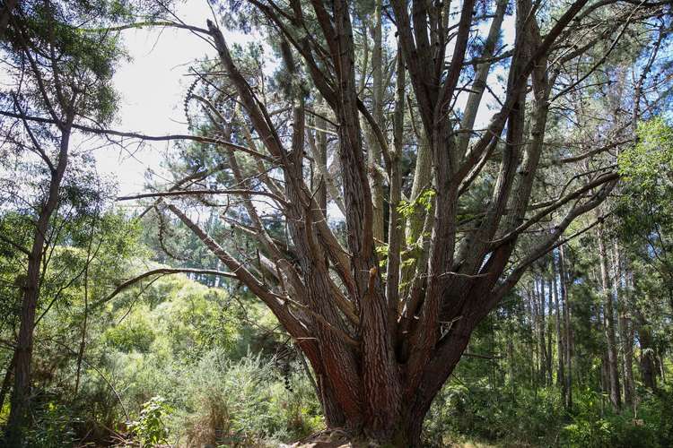538 Waiwhero Road Ngatimoti_34