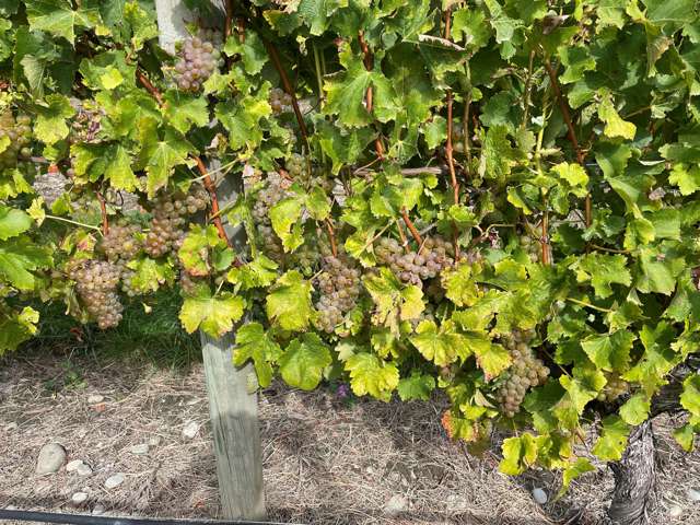 Pauls Road Rapaura_2