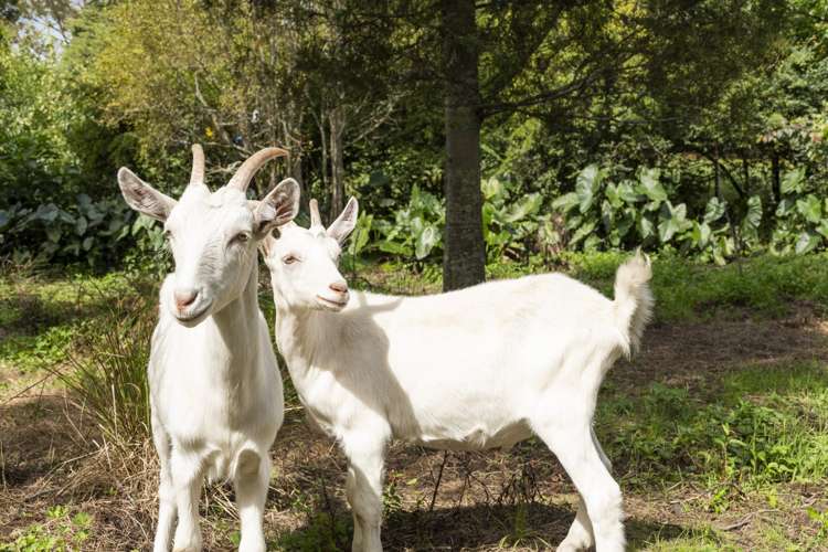 118b Prole Road Omokoroa_21