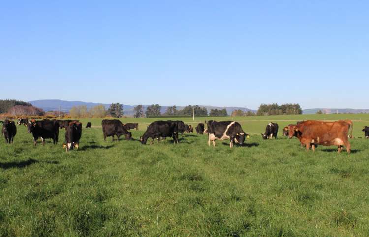 1402 Limehills Browns Road Winton Surrounds_6