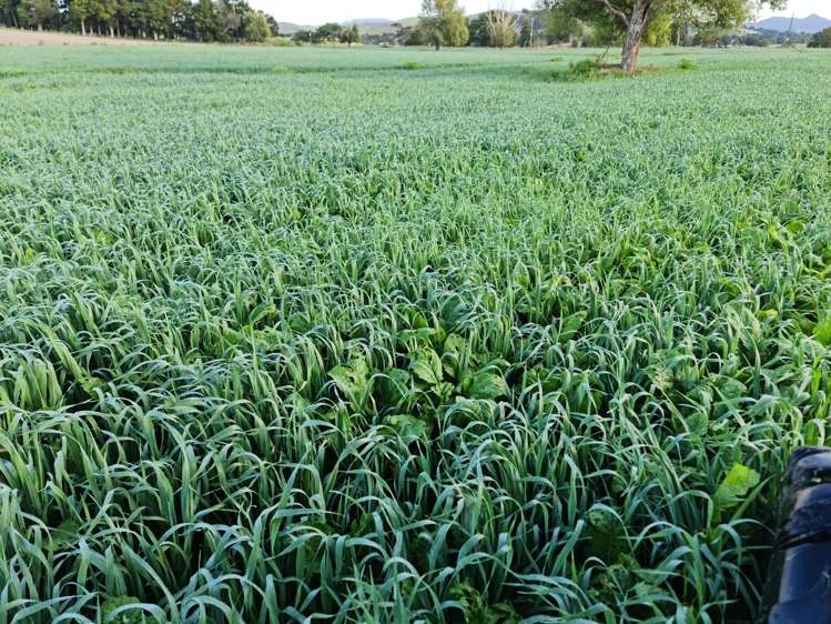 148 Malone Road Kokopu_24