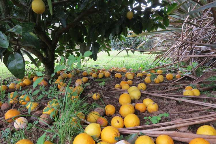 494 Waitekauri Road Waikino_5