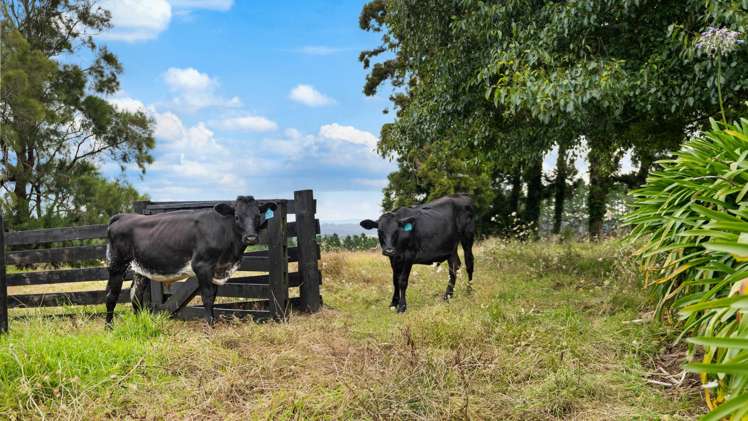 352 Kauri Road Onewhero_20