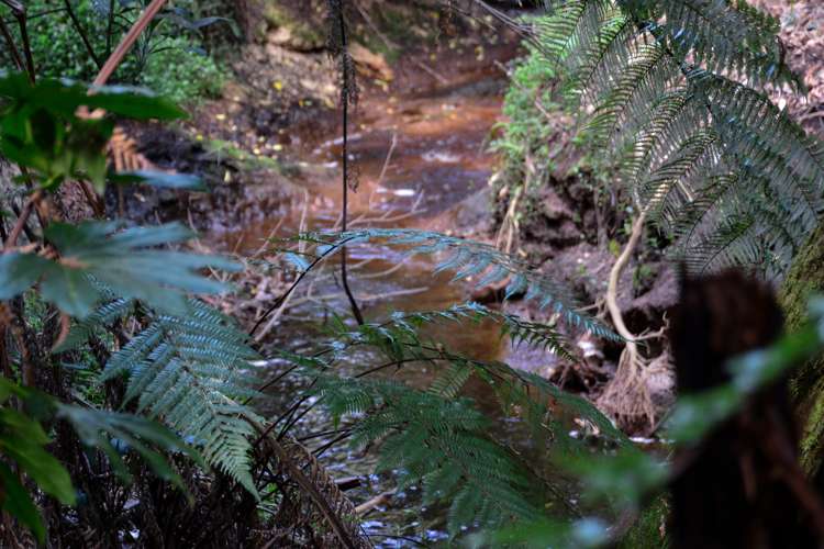 63 Sunnyhills Avenue Glenview_14