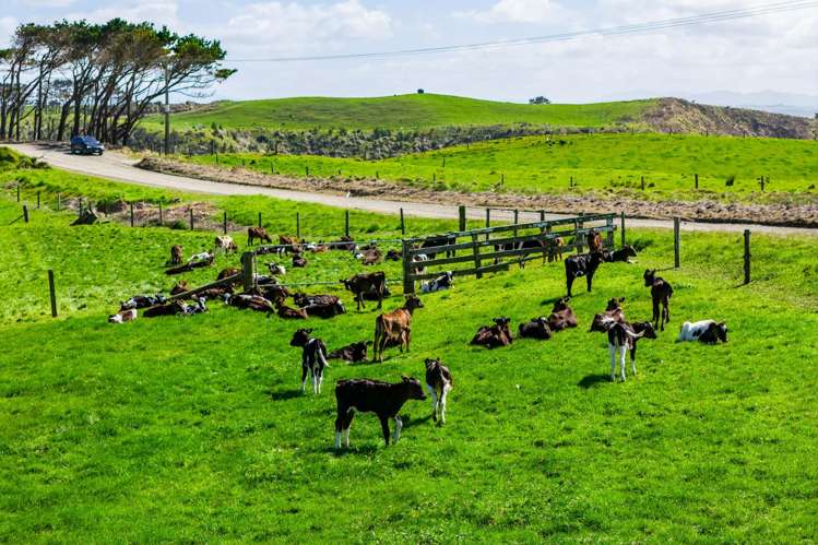 780 Te Maire Road Te Kopuru_18