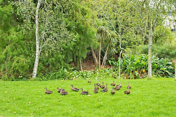 51a Advene Road Cockle Bay_13