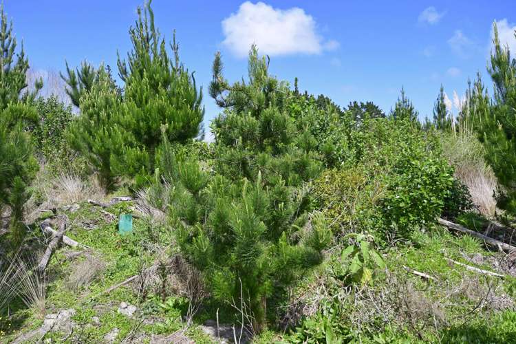 960 Oneriri Road Kaiwaka_7