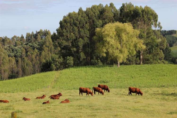 262 Henry Watson Road Matamata_11