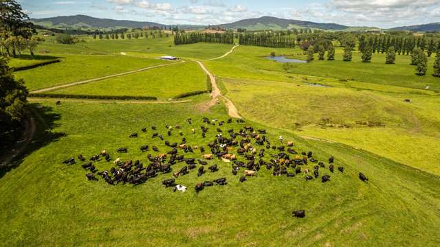 Lot 3-1768 Morrinsville Walton Road Matamata_2