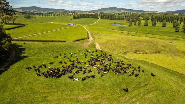 Lot 3-1768 Morrinsville Walton Road_2