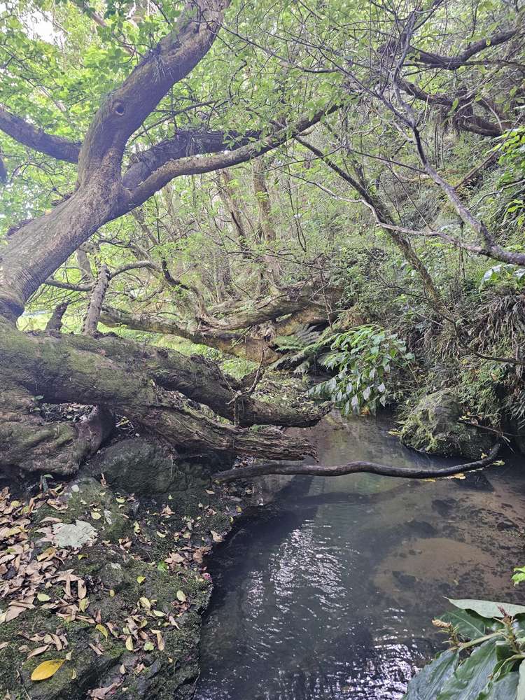 121 Ohawini Road Oakura_37