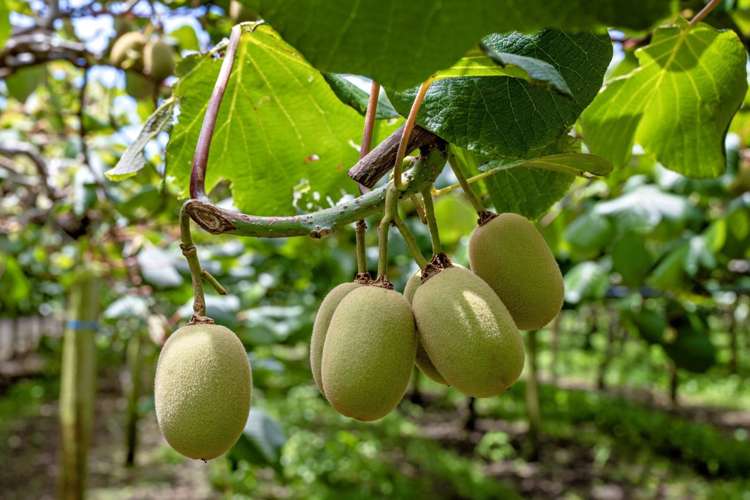 469 Western Drain Road Edgecumbe_7