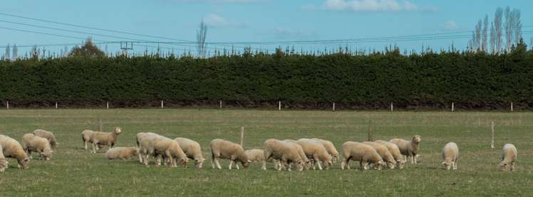 10 Mount Thomas Road Fernside_17