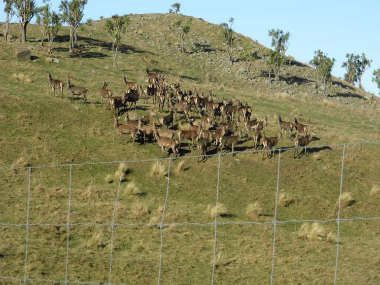691 Kauru Hill Road Kauru Hill_13
