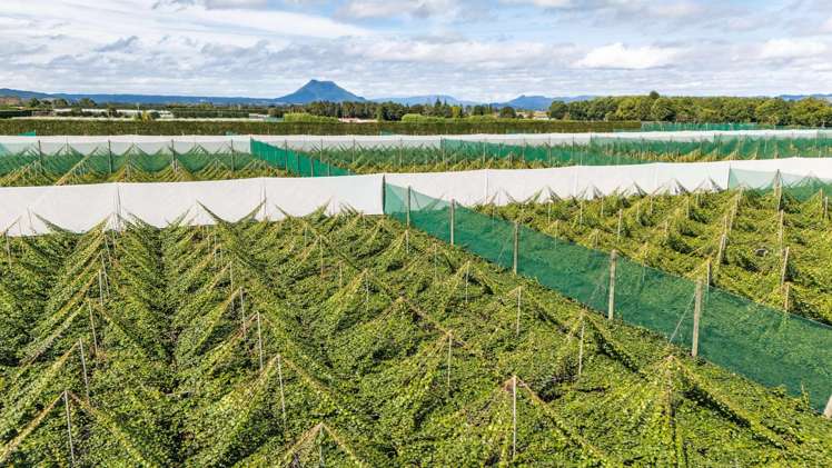 163C Western Drain Road Edgecumbe_5