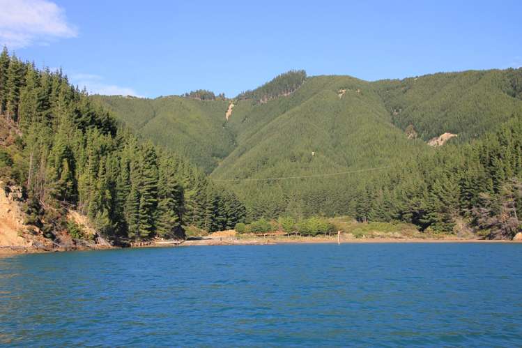 Queen Charlotte Forest, Onapua Bay Marlborough Sounds_15