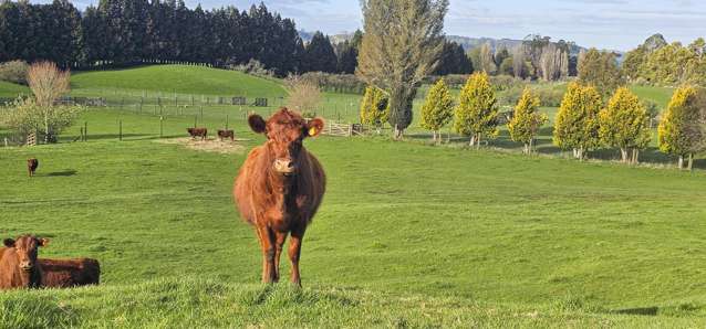 Bare Land Lifestyle – 15.57ha Across Two Titles