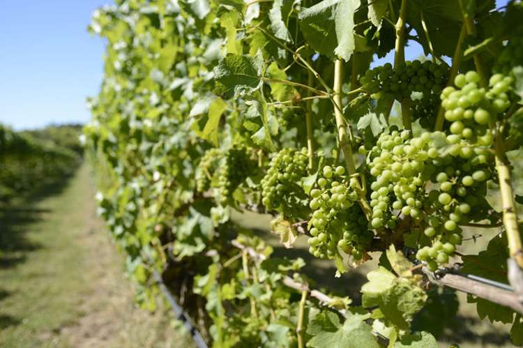 340 Gladstone Road Gladstone_10