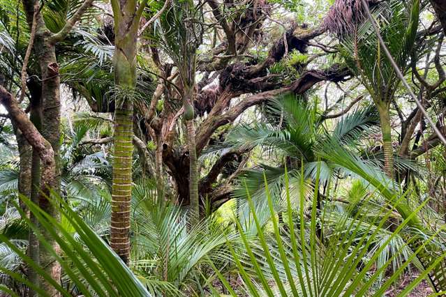 Station R/Lot 7 Medland Road Great Barrier Island_4