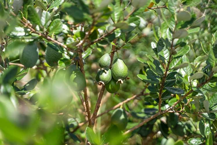 79C Jackson Road Maungatapere_20