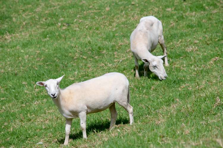 1178 Pohuehue Road Warkworth_20