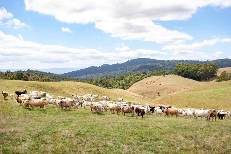 640 Brunskill Road Te Miro_22