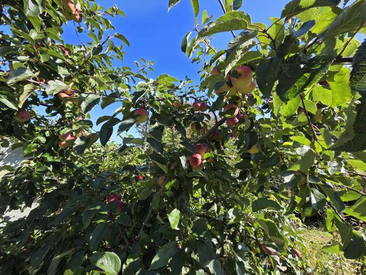 12 Halsey Street Clinton_17