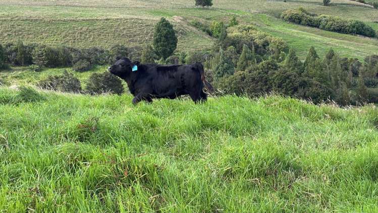 1100 West Coast Road Ahuroa_16