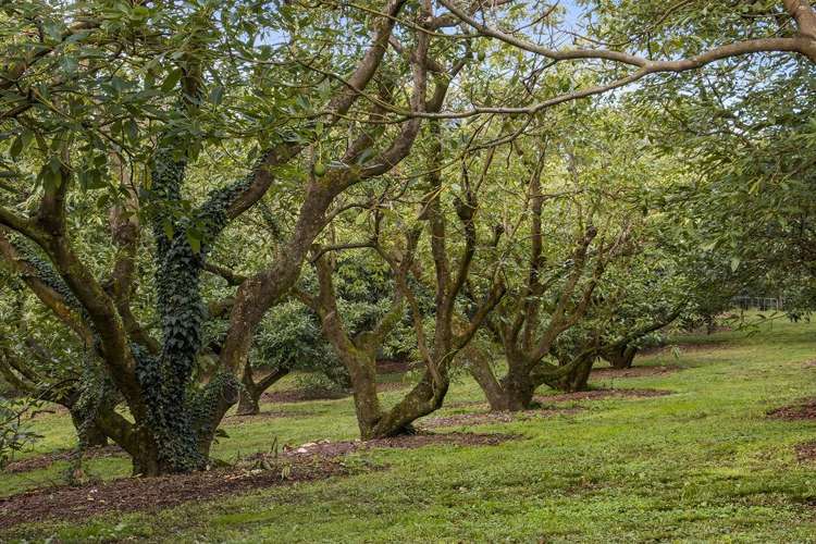 222 Wharawhara Road Katikati_11
