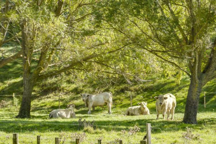 Paoanui Pourerere_15