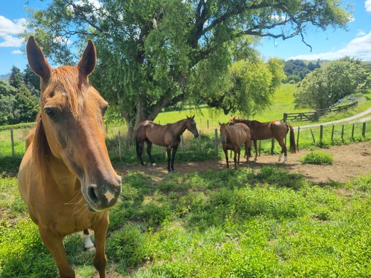 358 Mangaotaki Road Piopio_9