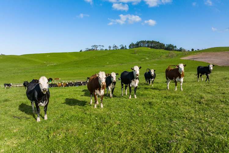 52 Gillon Road Matakohe_13