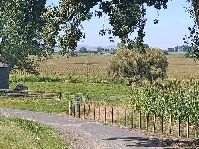 863 Tauhei Road Morrinsville_2