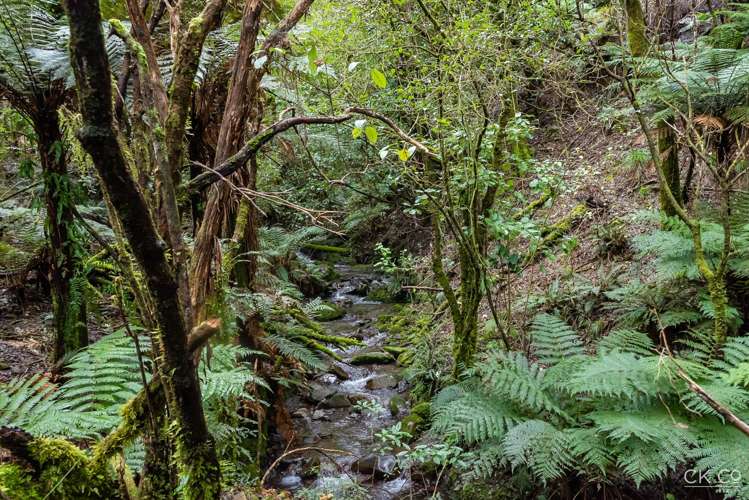 Zero Akatarawa Road Brown Owl_21