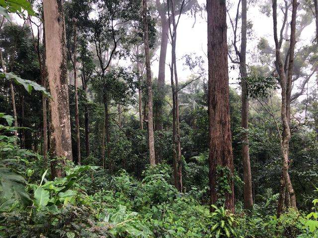 100 Wongawallan Road Tamborine Mountain_4