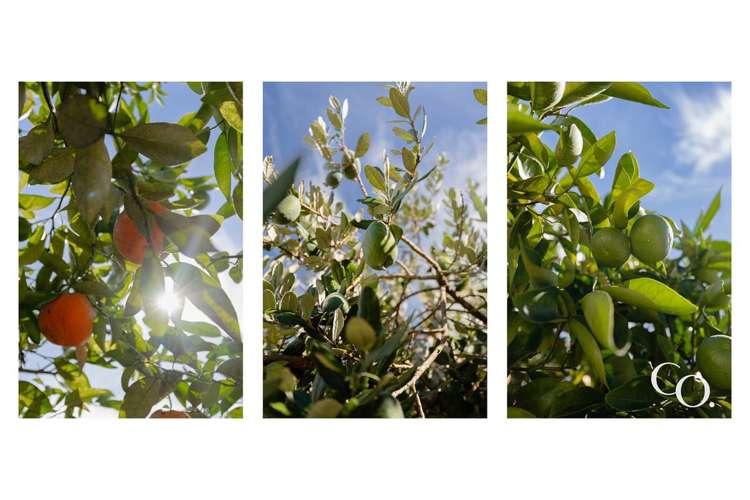 42 Karewa Parade Papamoa Beach_20