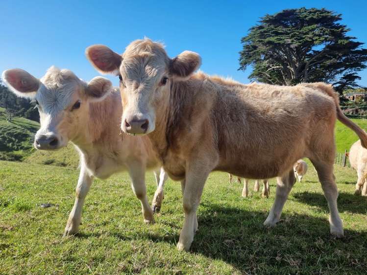 1190 Awhitu Road Waiuku_7