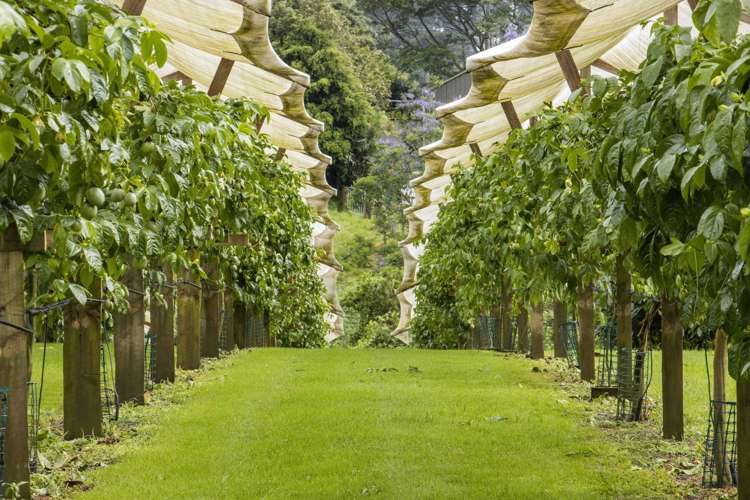 241 Rea Road Hauraki Surrounds_19