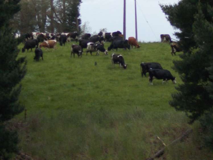 222 Morgan Road Clinton and Surrounds_7