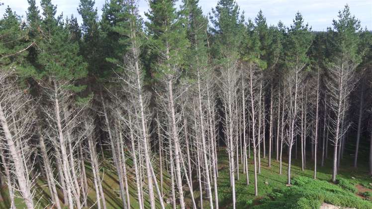 157 Mercer Ferry Road Mercer_7