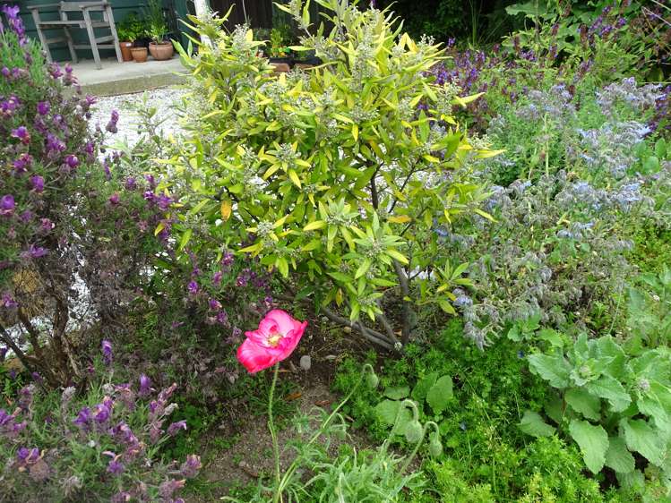 257 Ettrick Street Appleby_11