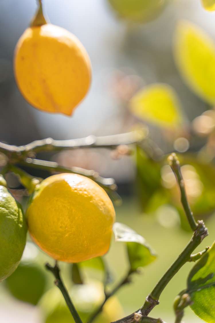 6 Charles Upham Avenue Hillmorton_20