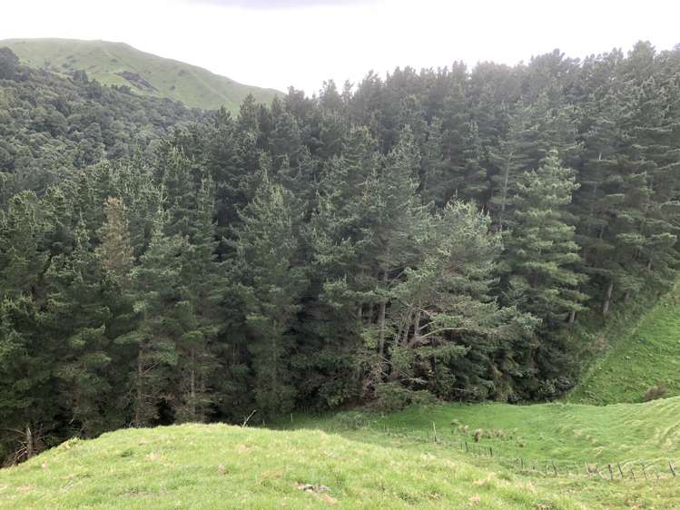 337 Saunders Road Eketahuna_24