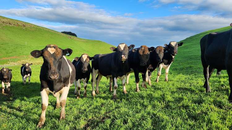 794 Tariki Road Ratapiko_11